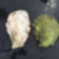 NONESUCH OYSTERS  ABIGAIL PEARL OYSTERS
